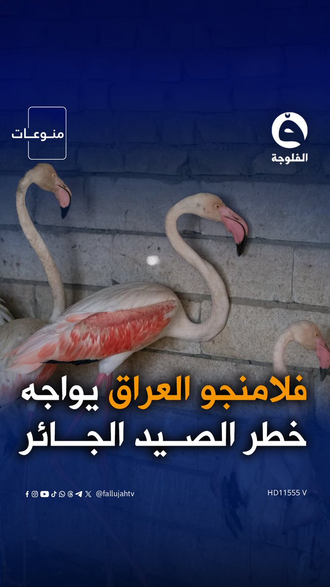 أهم آثار العراق مهـ.ـددة بالإزالة من قائمة اليونسكو بسبب الفلامنجو #الفلوجة_إكسترا 