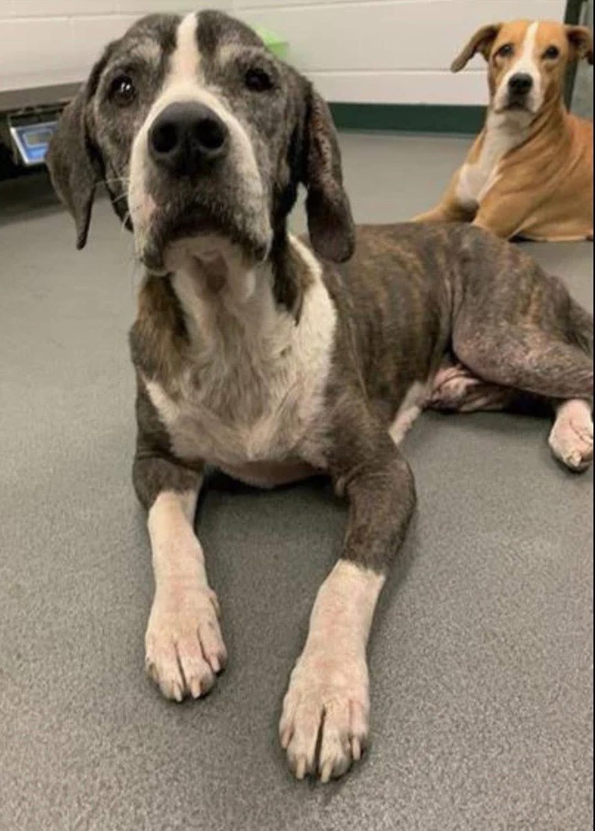 LisaBrabson's tweet image. NEMO #A384004 8YO,43lbs
Tender boy that wants more than anything, to live &amp;amp; b loved!
He is so adorable,trying to make the best of whatever situation he is in,so happy for any attention he can get
PlZ don't anything u can to save this sweet soul!
Plz #Adopt #Foster or #Pledge #TX