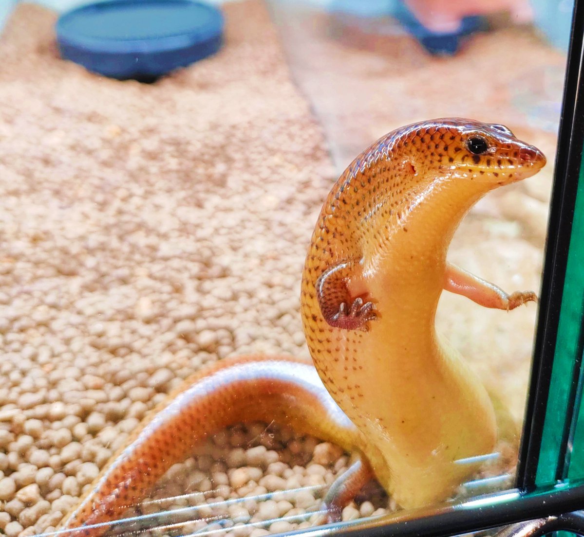 謹賀新年 

今年の初ポストはシボリミモダエトカゲ🦎

お気に入りの写真です☺️

本年もどうぞよろしくお願いいたします🙇