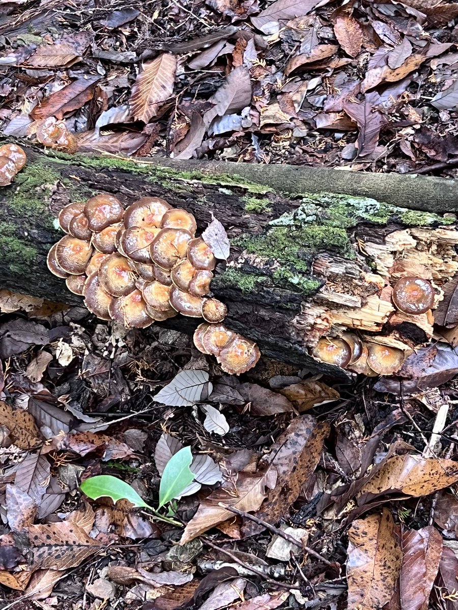 今日はアリマヤ君の案内で京都レアポイントへオオクワ採集🪓
急斜面のハードコース⛰️6時間歩き回るも成果は無し。厳しい結果でしたが久しぶりに会えて楽しかったです◎