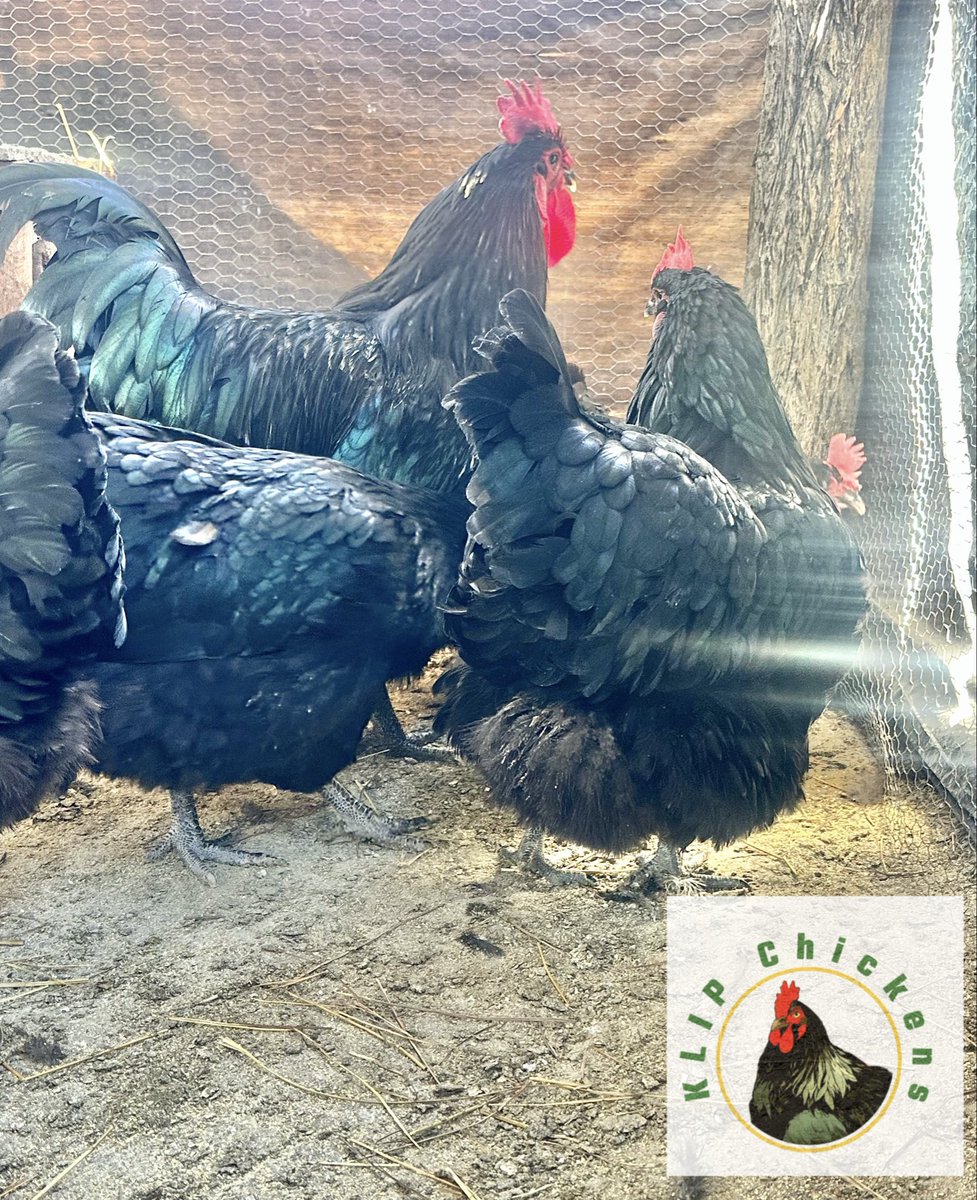 TeamFuloZim's tweet photo. #GrazeOfTheYear #CookOffZW
๐ฃ PRIZE SPOTLIGHT: PEDIGREE BLACK AUSTRALORPS.
Win pedigree Black Australorp chicks from #KlipChickens ,a subsidiary of @KlipRanch ,and watch them grow into magnificent black birds.
A prize that keeps giving.
Reminder to all entrants:
๐ Any qualifying cook or graze done during 2025 counts.
๐ Not limited to December meals
๐ฉ Entries via @TeamFuloZim DM
๐ Deadline: 31 December.
Thank you @klipranch and #KlipChickens