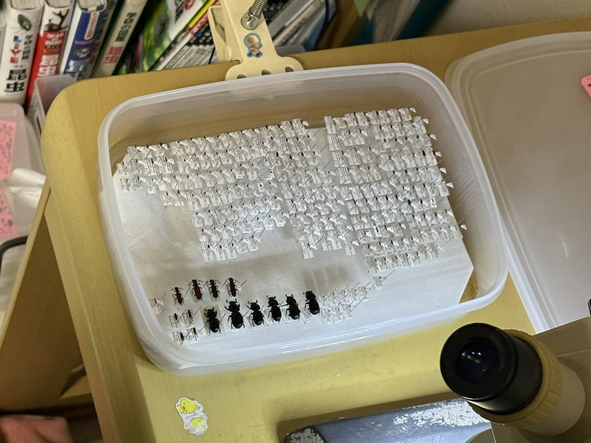 ごまつぶまうんと中