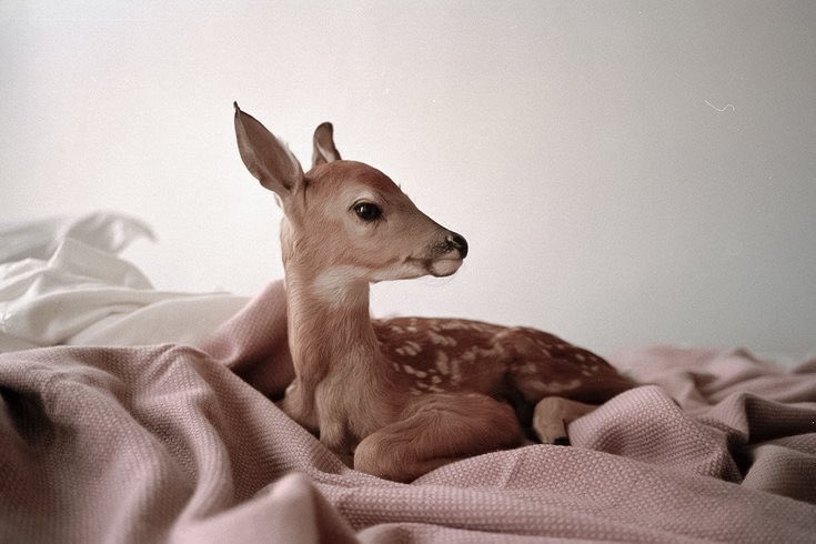 glirttery's tweet image. 