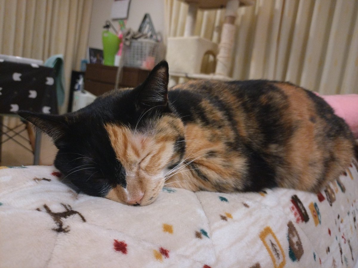 rambda's tweet image. 