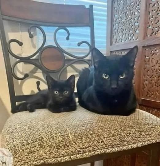 botmeowgi's tweet image. father and son