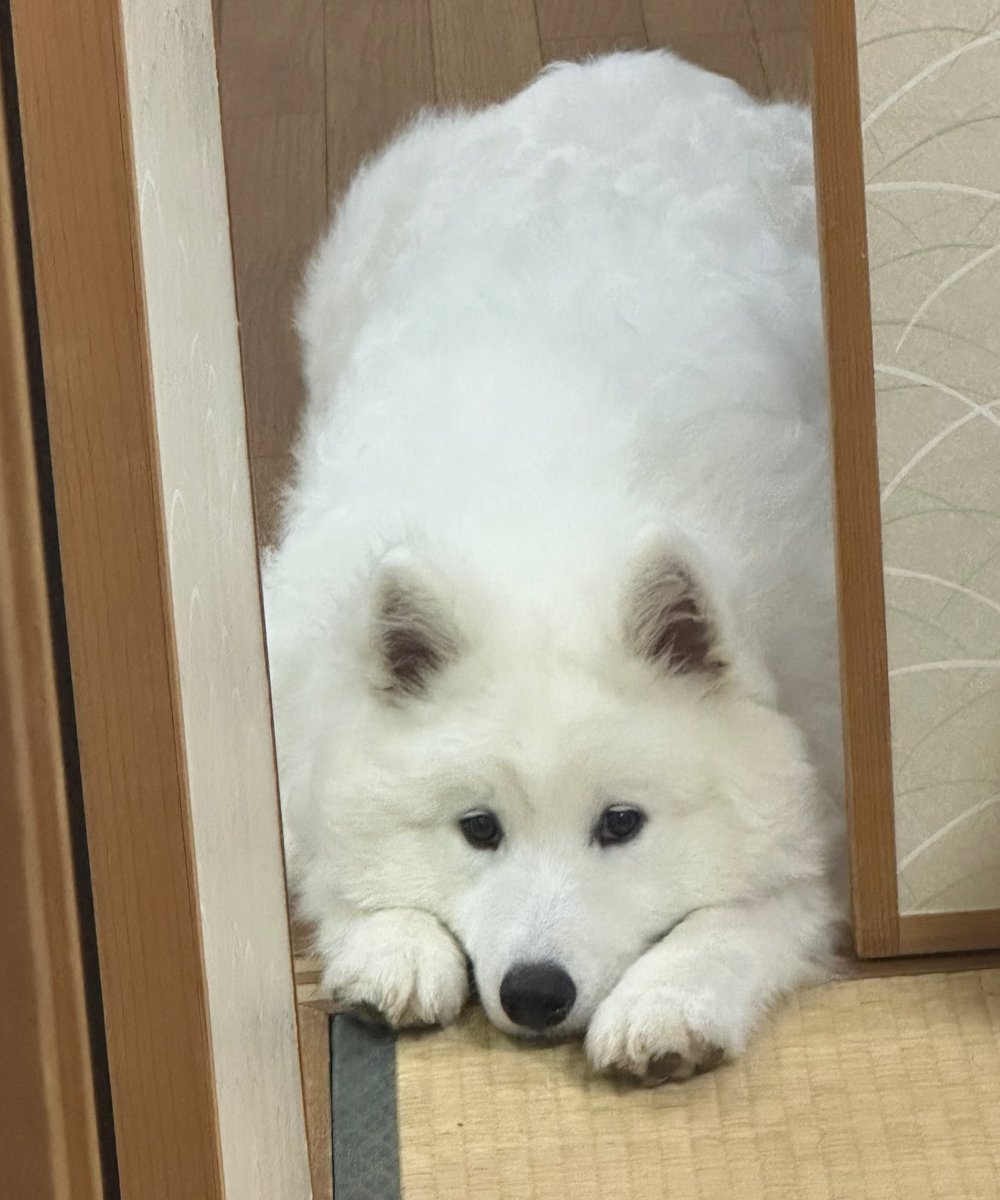 サモエド☆さだはる (@sadaharu__0905) / Posts / X