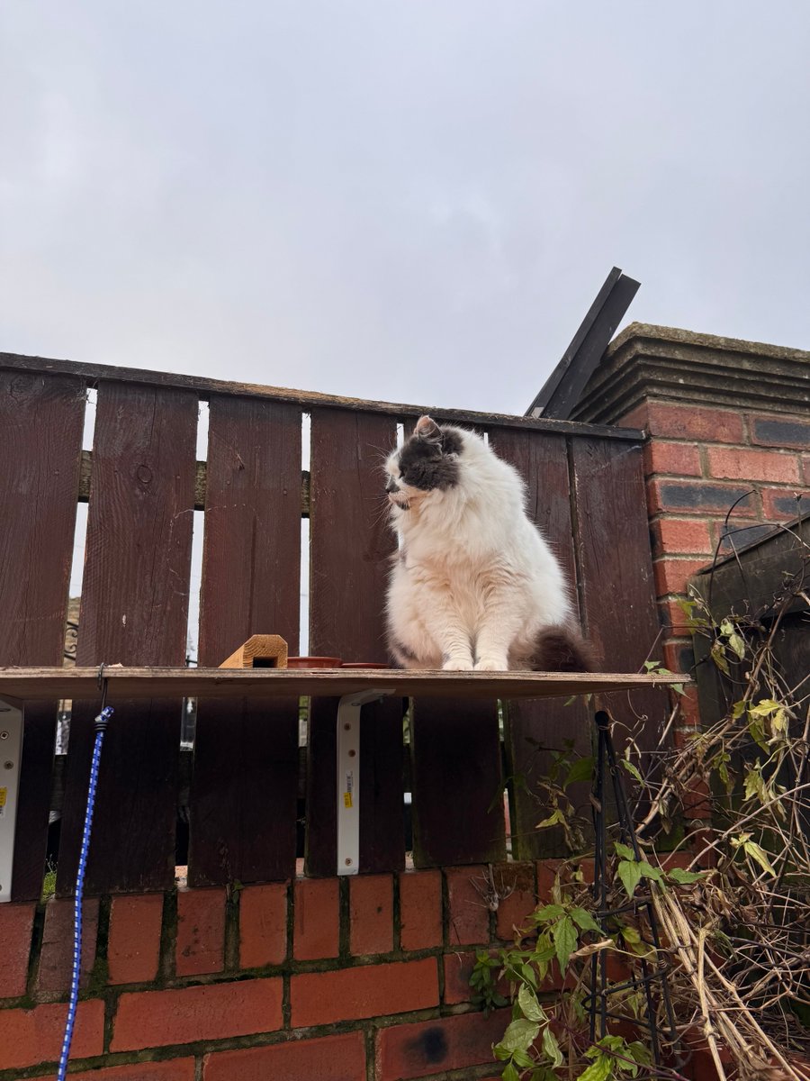 SpanielsSuper's tweet image. My house is gone 🫩💔 #Repossessed #Evicted