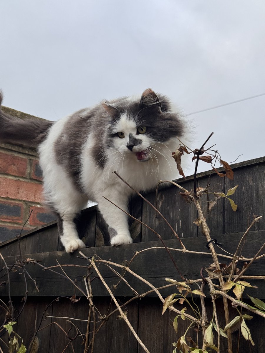 SpanielsSuper's tweet image. My house is gone 🫩💔 #Repossessed #Evicted