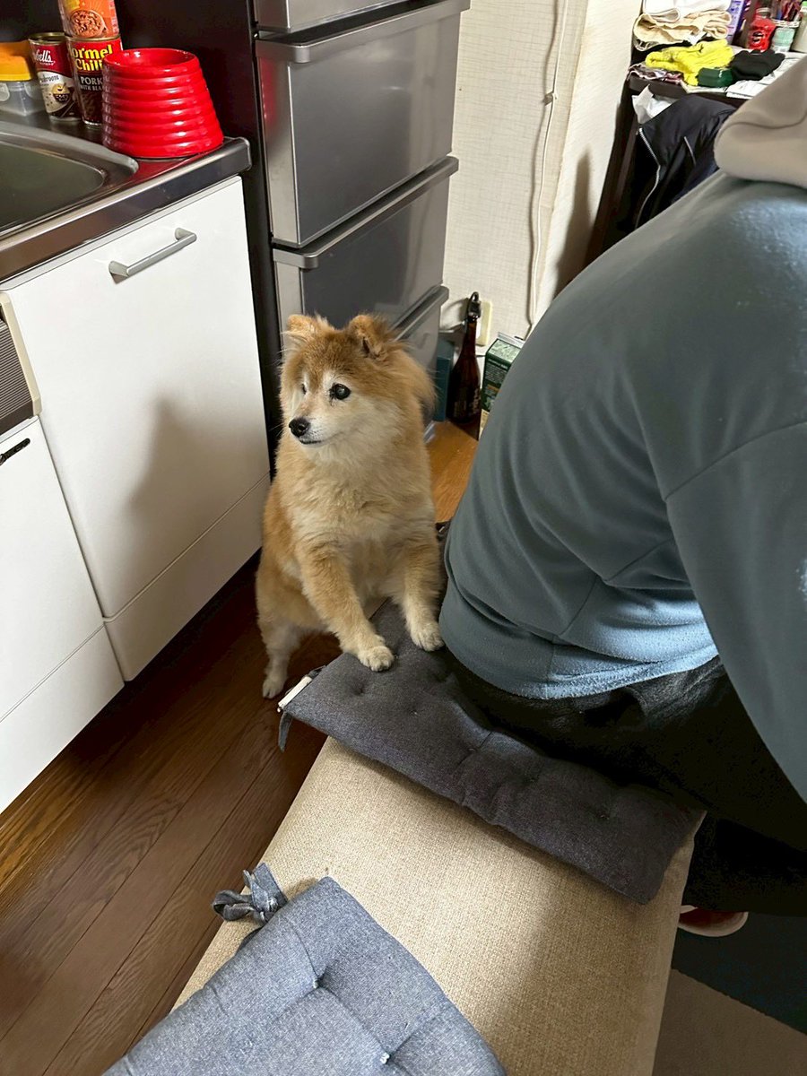 芝犬です。 台湾 ニキ NICI 日本未発売 キーホルダー 豚 ピッグ タピオカ 豚