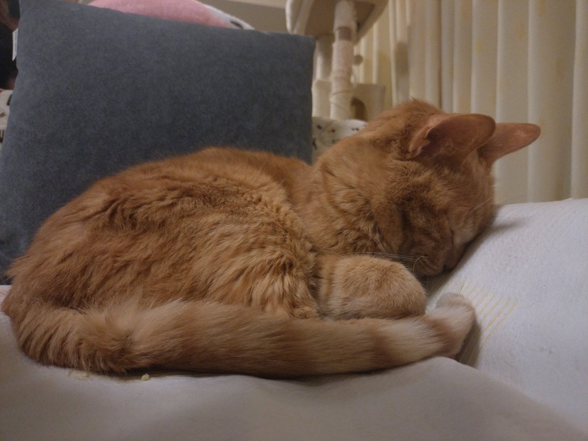 rambda's tweet image. 