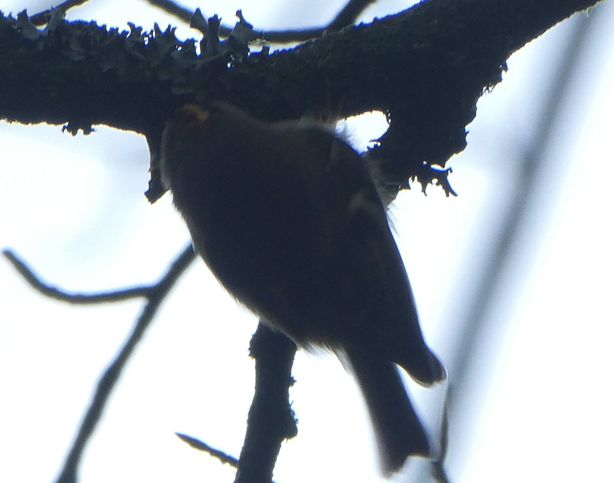 Tim Webster tweet media