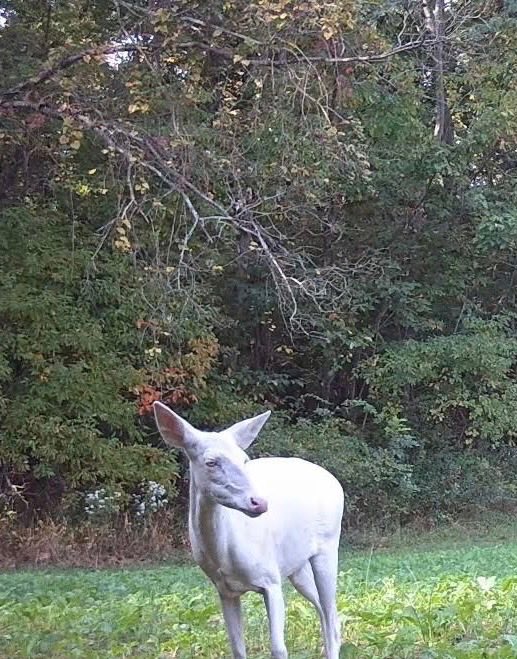 Have you ever seen an albino, piebald or color phase whitetail ? Piebalds are rare and less than 1% of the population. 

<a href="/SPORTSMANchnl/">Sportsman Channel</a> 
<a href="/Cabelas/">Cabela's</a> 
<a href="/BassProShops/">Bass Pro Shops</a>