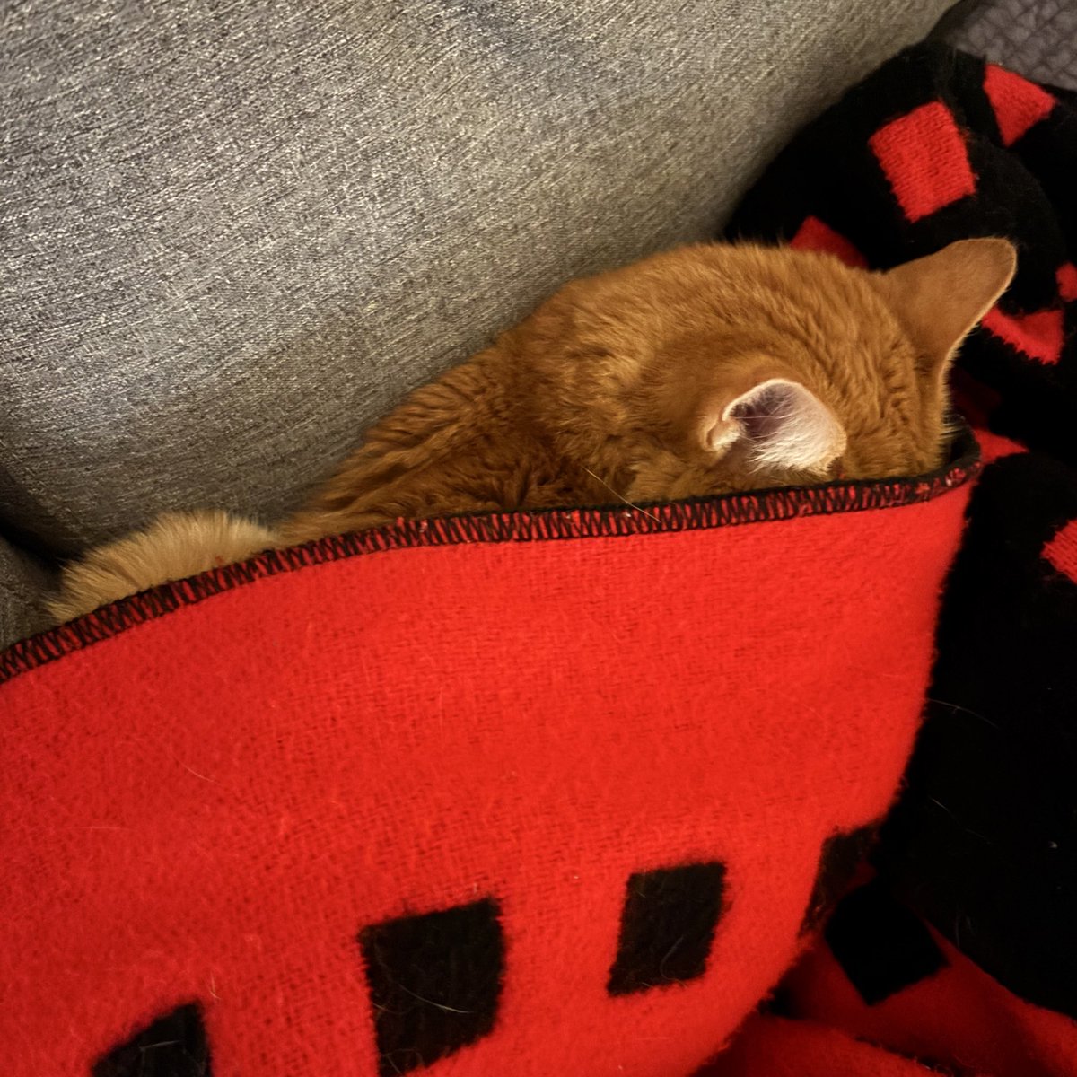 夜も寝てます💤