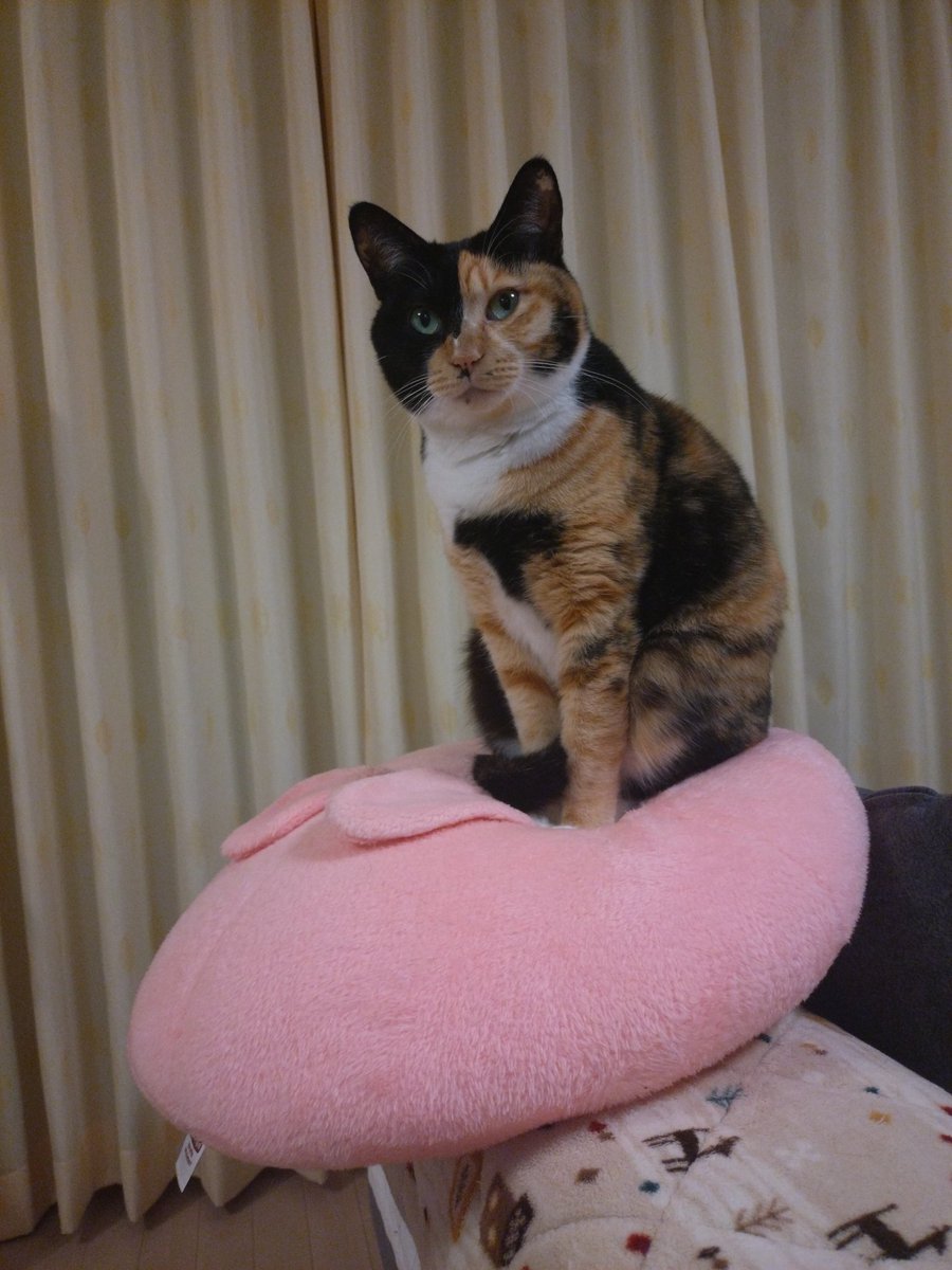 rambda's tweet image. 