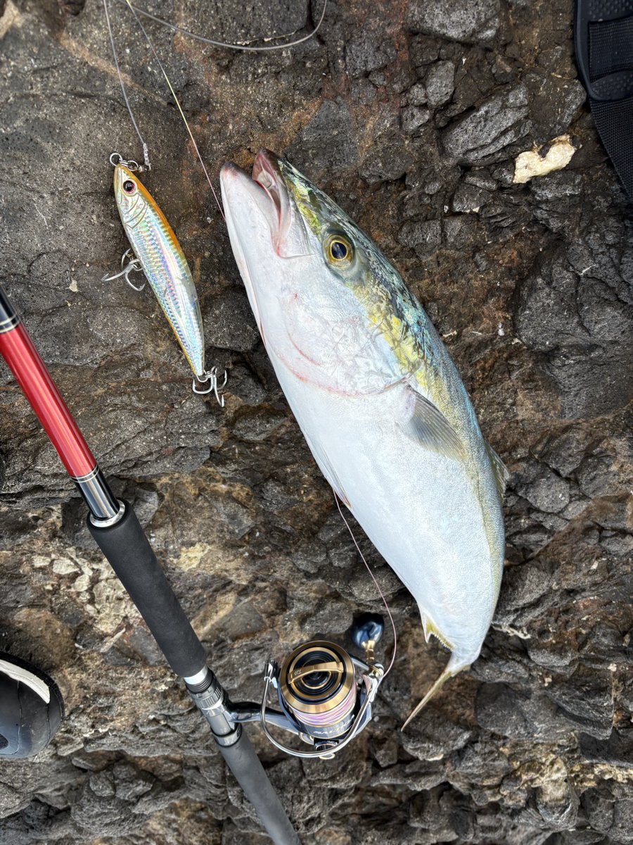 餌木酔 モンゴウマン (@egiyoimongoman) / Posts / X