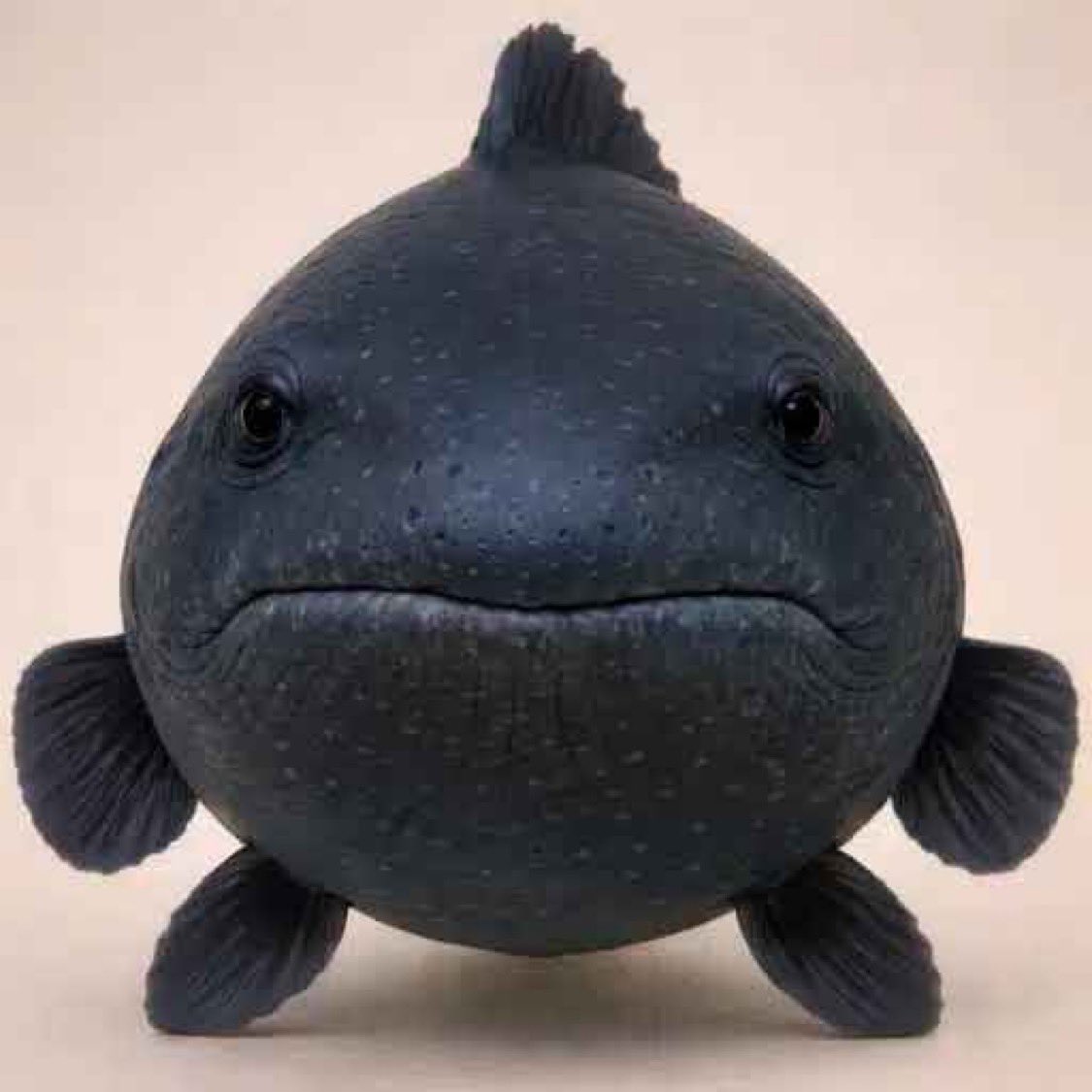 I am cooking an official x account for $fish and a website 

fuck i should've held