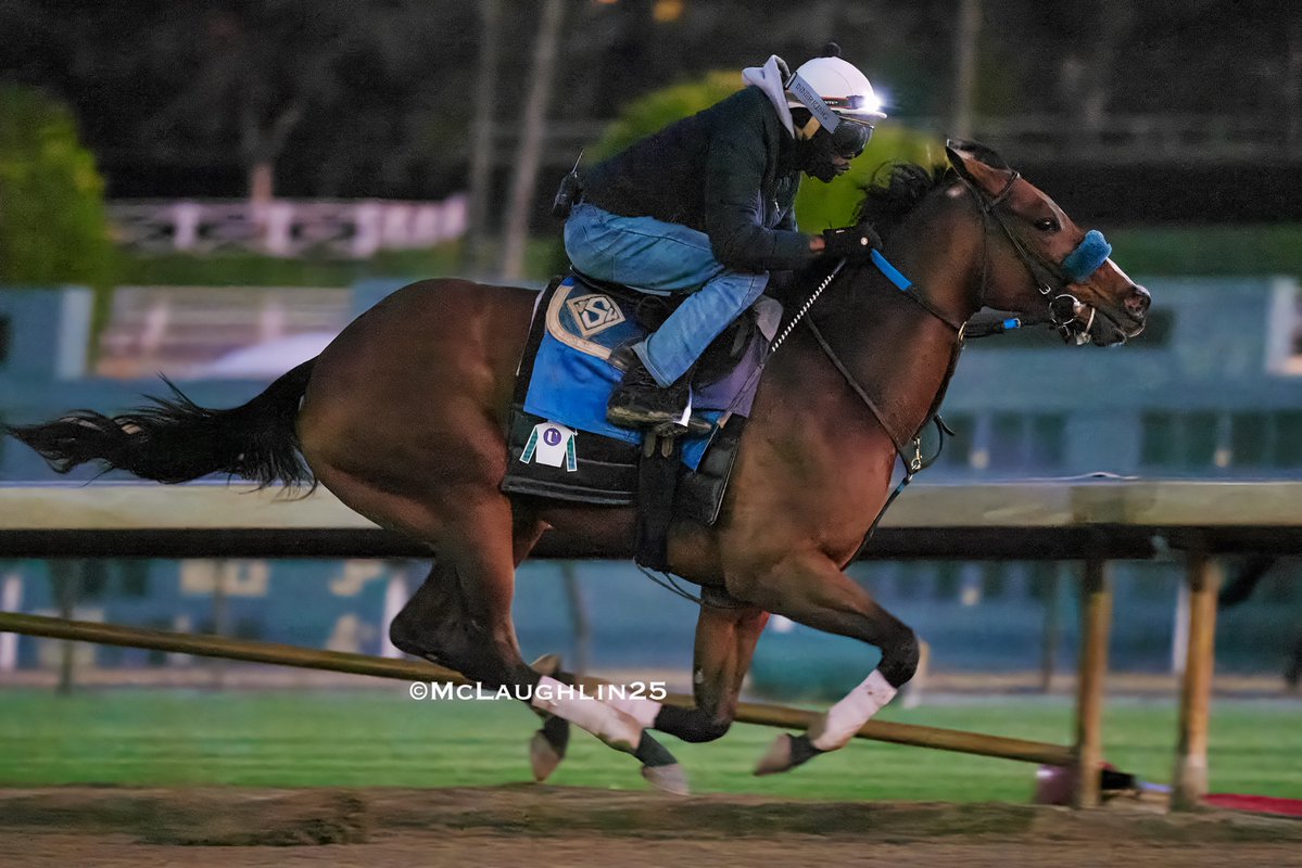 kimo16's tweet image. Revera worked 5F in 1:02.20 this morning for trainer John Sadler @santaanitapark @sadlerracing @SoSRacingStable @uracingstables