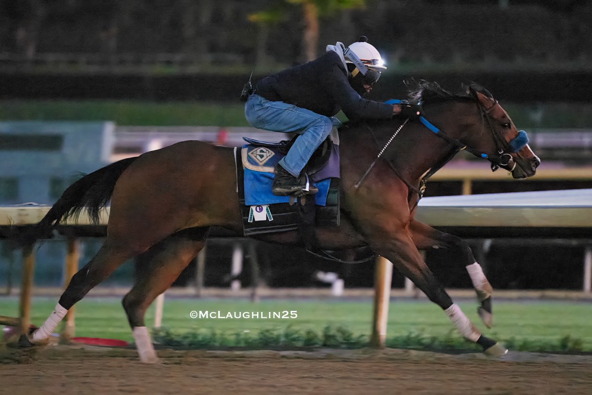 kimo16's tweet image. Revera worked 5F in 1:02.20 this morning for trainer John Sadler @santaanitapark @sadlerracing @SoSRacingStable @uracingstables