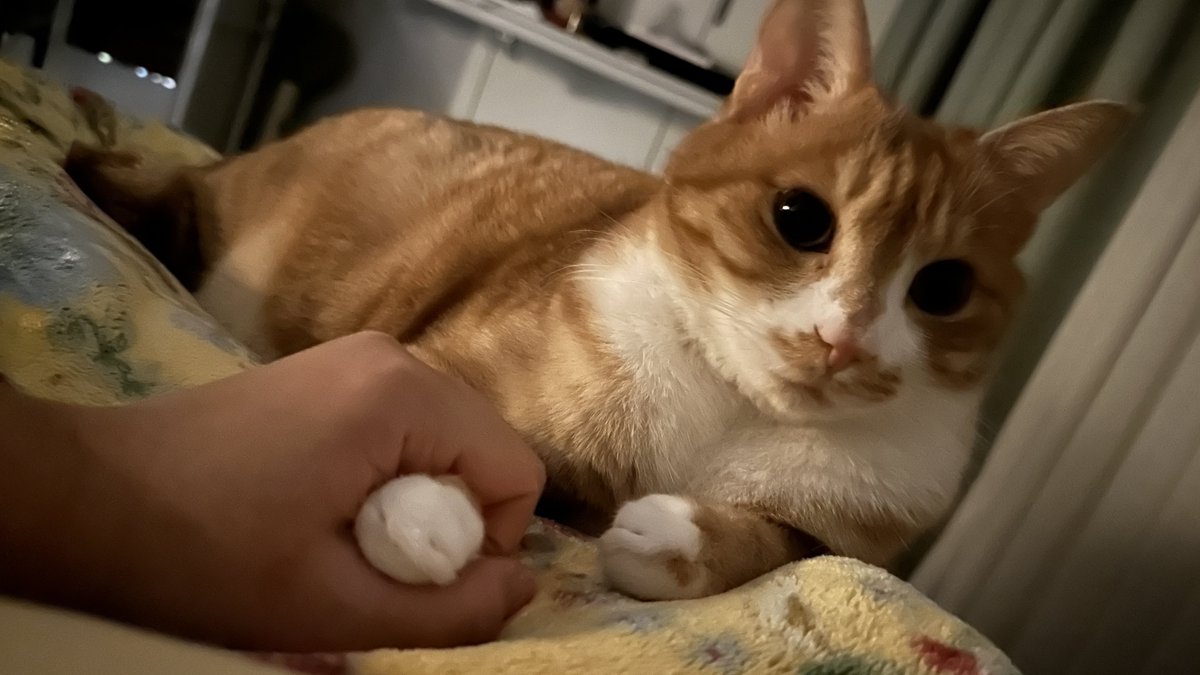 momococothotho's tweet image. 자다깨서 고양이랑 손잡고있으면 기분좋아