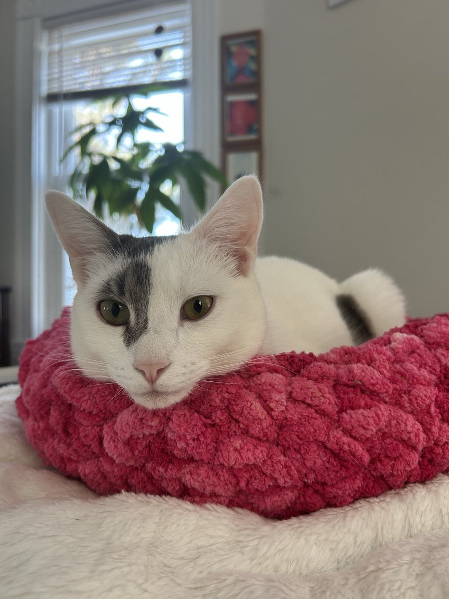 dolores 🤍 bonkers tweet media