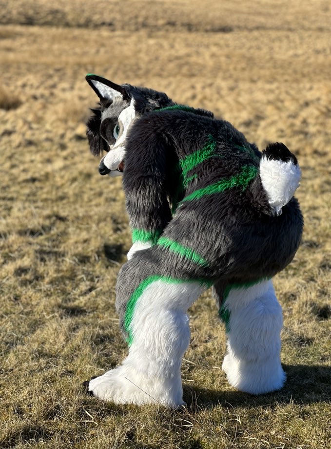 Corasik2's tweet photo. Is it true that alot of furrys appreciate #butt Naughty sabrewolf.  #fursuiteveryday https://t.co/5WtxUCYNe0