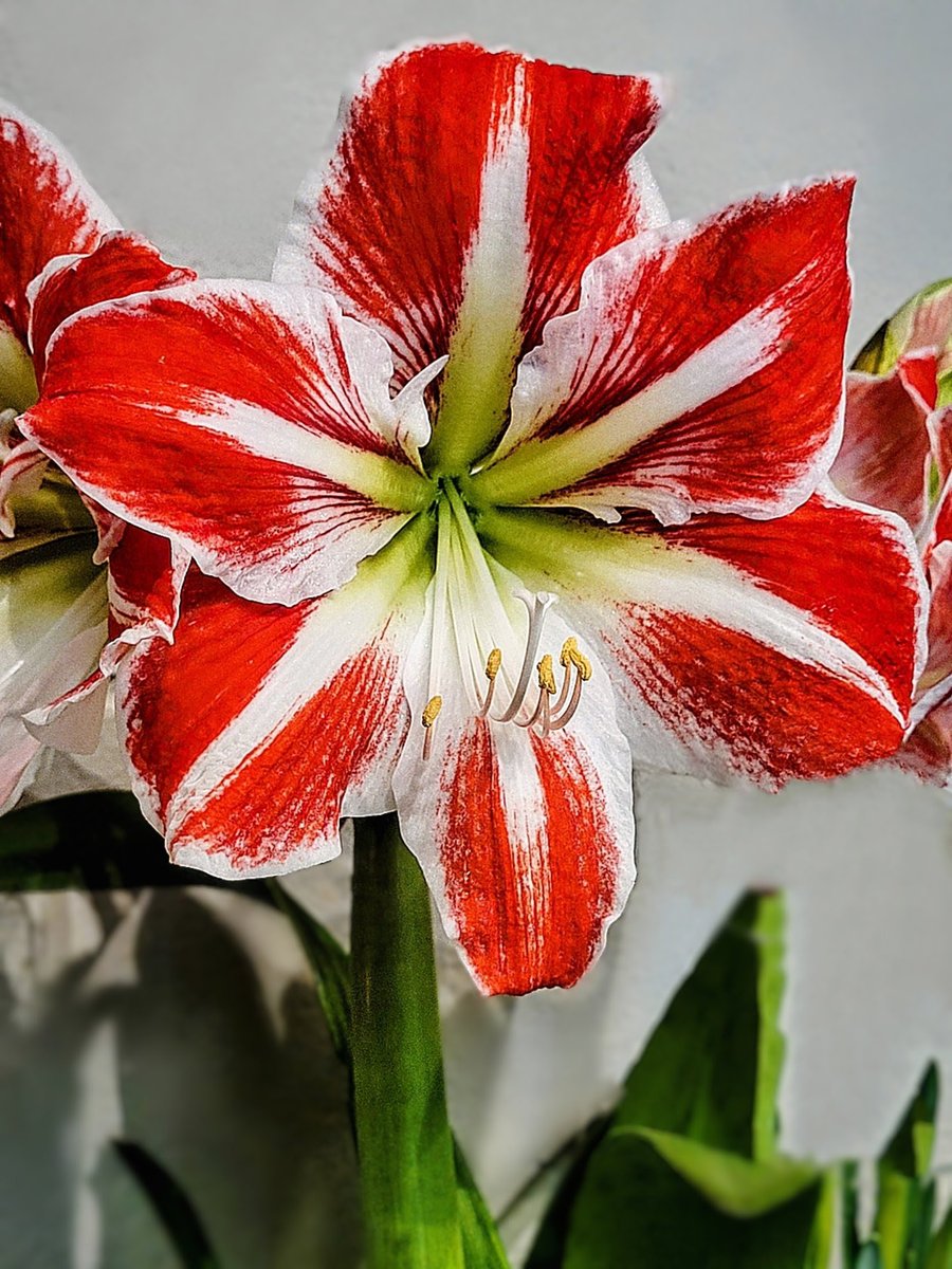 DestCharming's tweet image. A spectacular winter display! Amaryllis 'Spartacus' is absolutely stunning. This flamboyant beauty is turning heads at all my holiday gatherings!
🎄❤️🎄❤️🎄❤️🎄
destinationcharming.com 
#flowerphotography #indoorgarden #amaryllis