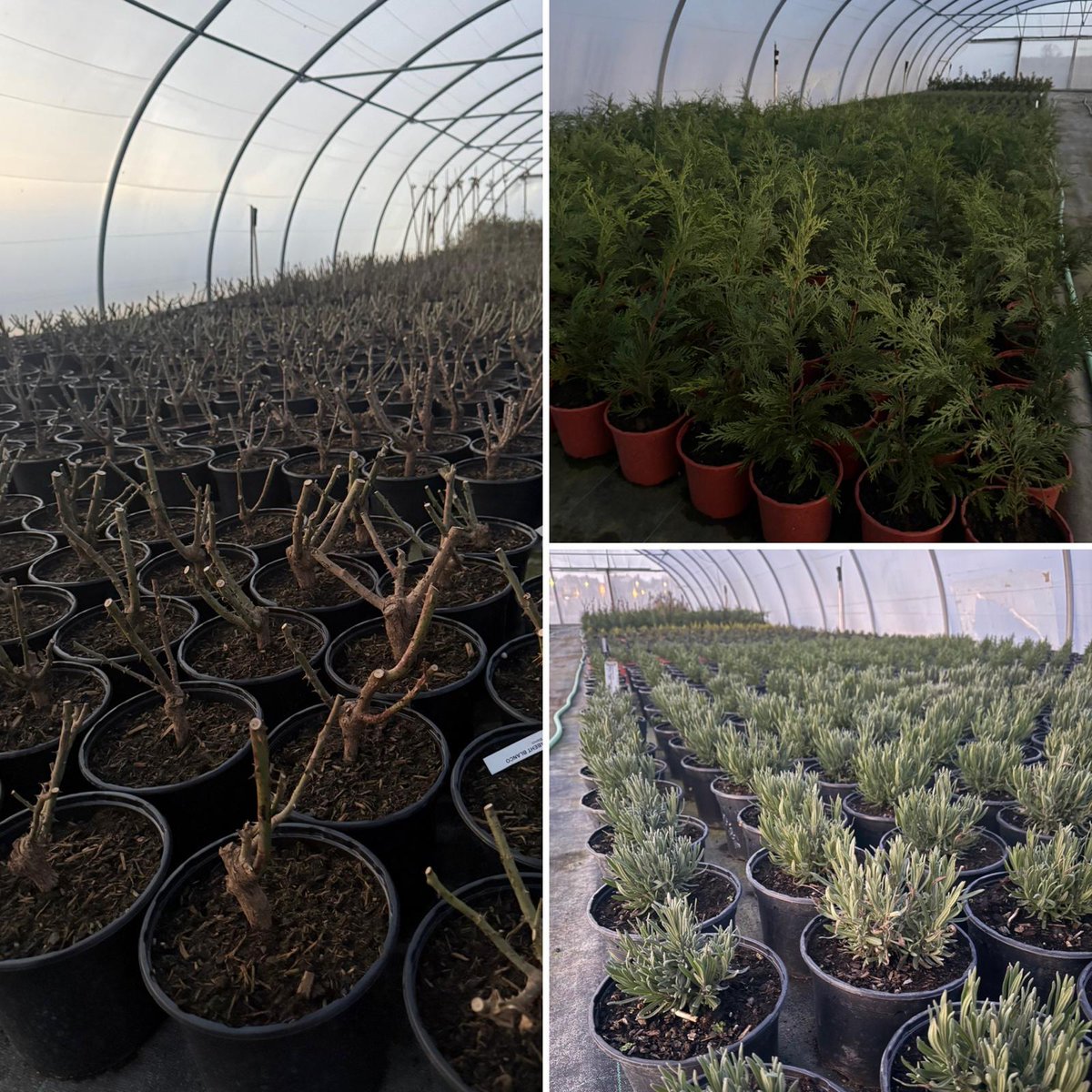 Producción - #Rosal #Leylandii #Lavanda Diciembre 2025 
#ViverosBoecillo
#ViverosRabadanYCalleja 
#PrispalGarden 
#AhoraFloresYPlantas