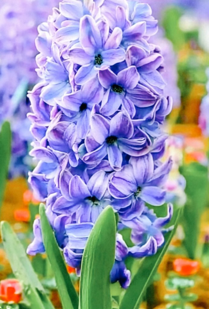 ❤︎あお❤︎様★専用ページです。 💙💙なおなお💙💙 (@dHO7aGyR4D2z5hH) / Posts / X