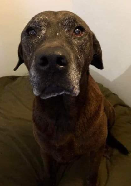 TweeetsOfDogs's tweet image. I got my dog when I was just 19 years old and a single mother of 1.
I kept my dog.
I kept my dog even though I moved into an apartment and had to pay a $500 pet fee.
I kept my dog when my boyfriend and I broke up and he kept the apartment even though my new place didn't allow…