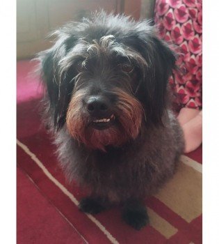 Missing Pets GB tweet media