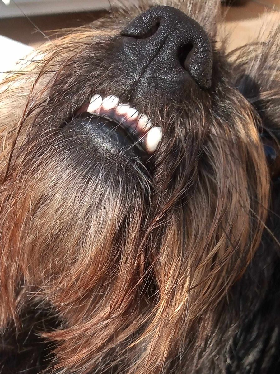 Missing Pets GB tweet media