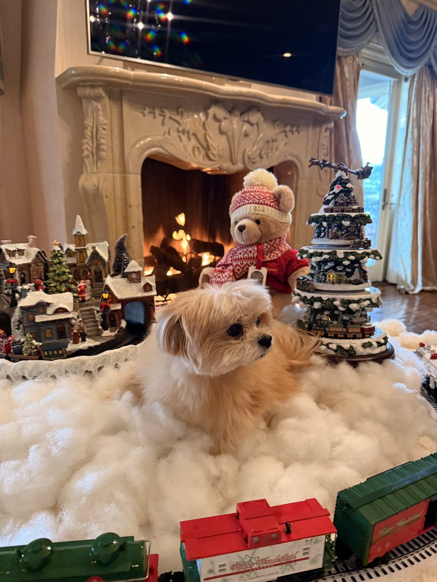 AdrienneMaloof's tweet image. All aboard the Gypsy Express! 🚂🎄✨  #GypsyGirl #HolidayMagic #ChristmasCountdown #FestivePup #HolidayHome