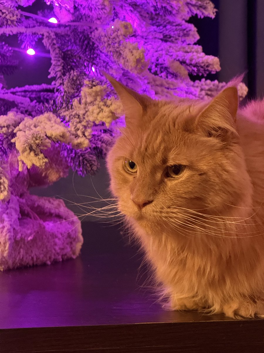 Гирлянда на окне вытянута, на себя намотана, до дивана дотащена. Осталось елку уронить и считай готова Новый год встречать.