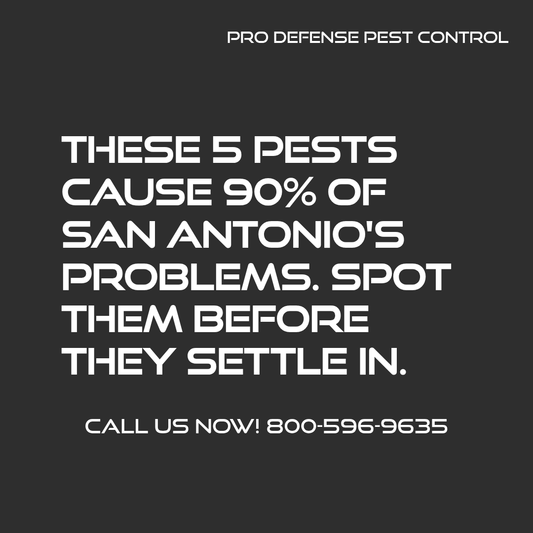 ProDefensePC's tweet photo. 🏠🐜 Top 5 pests invading your San Antonio home or business:

1. Ants
2. Cockroaches
3. Rodents
4. Spiders
5. Termites https://t.co/RwEKwum3Hr