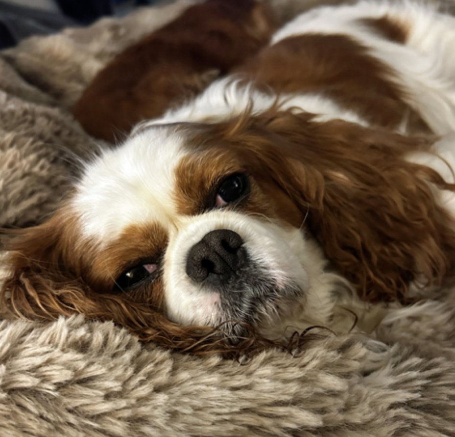 I love to snuggle 💕🤗 Dora