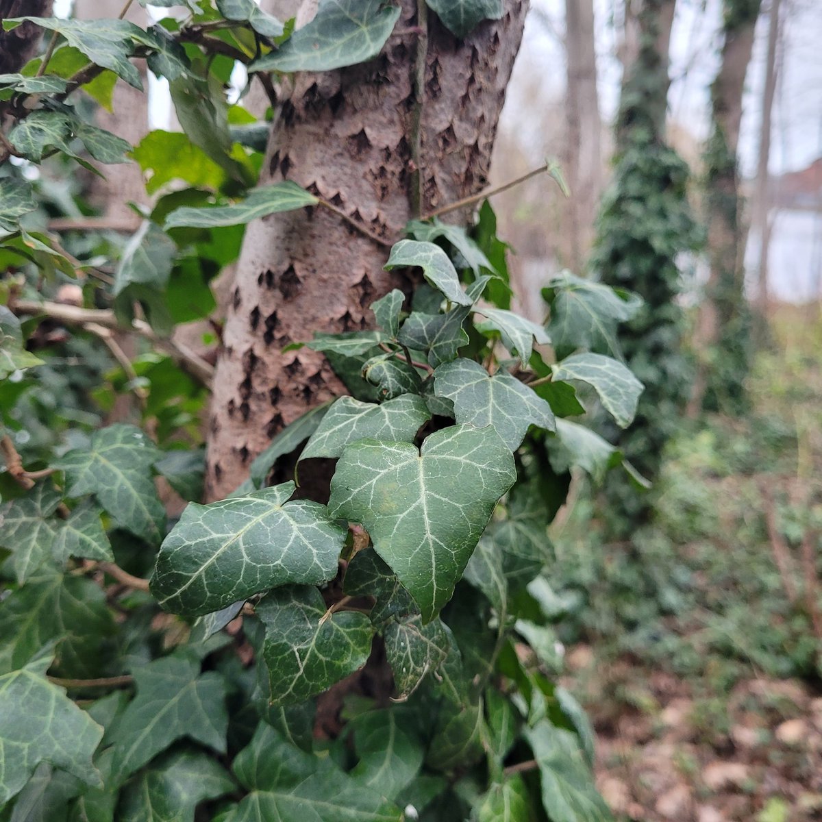 Winter afternoon stroll along the Calder and Aire, Castleford.