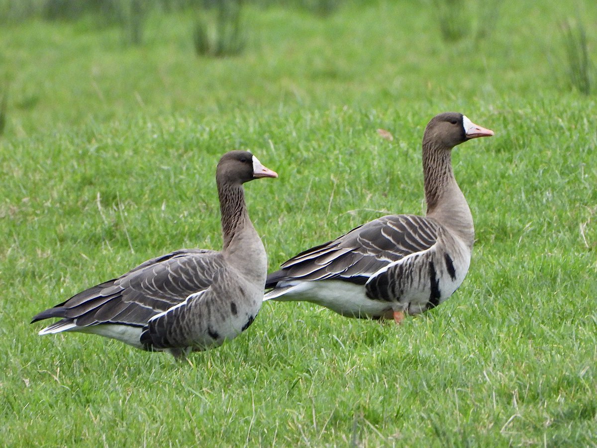 Rob Johnson tweet media