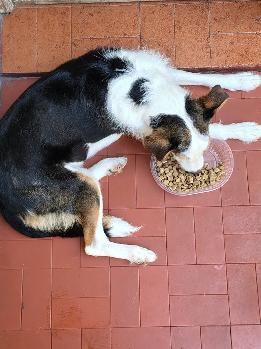 Qué trabajo tan agotador es tener que comer !!! 😂😂😂 #KM #KyungMee #Kimchi A ustedes les parece que soy una perezosa malcriada <a href="/lagarzasosa_/">Puchi</a>  <a href="/Aldivega/">Aldi Vega</a> ???