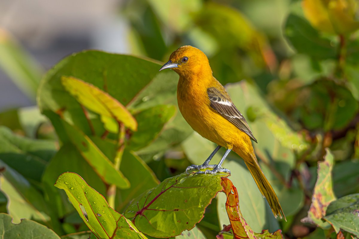 Thomas Wildlife Videos tweet media