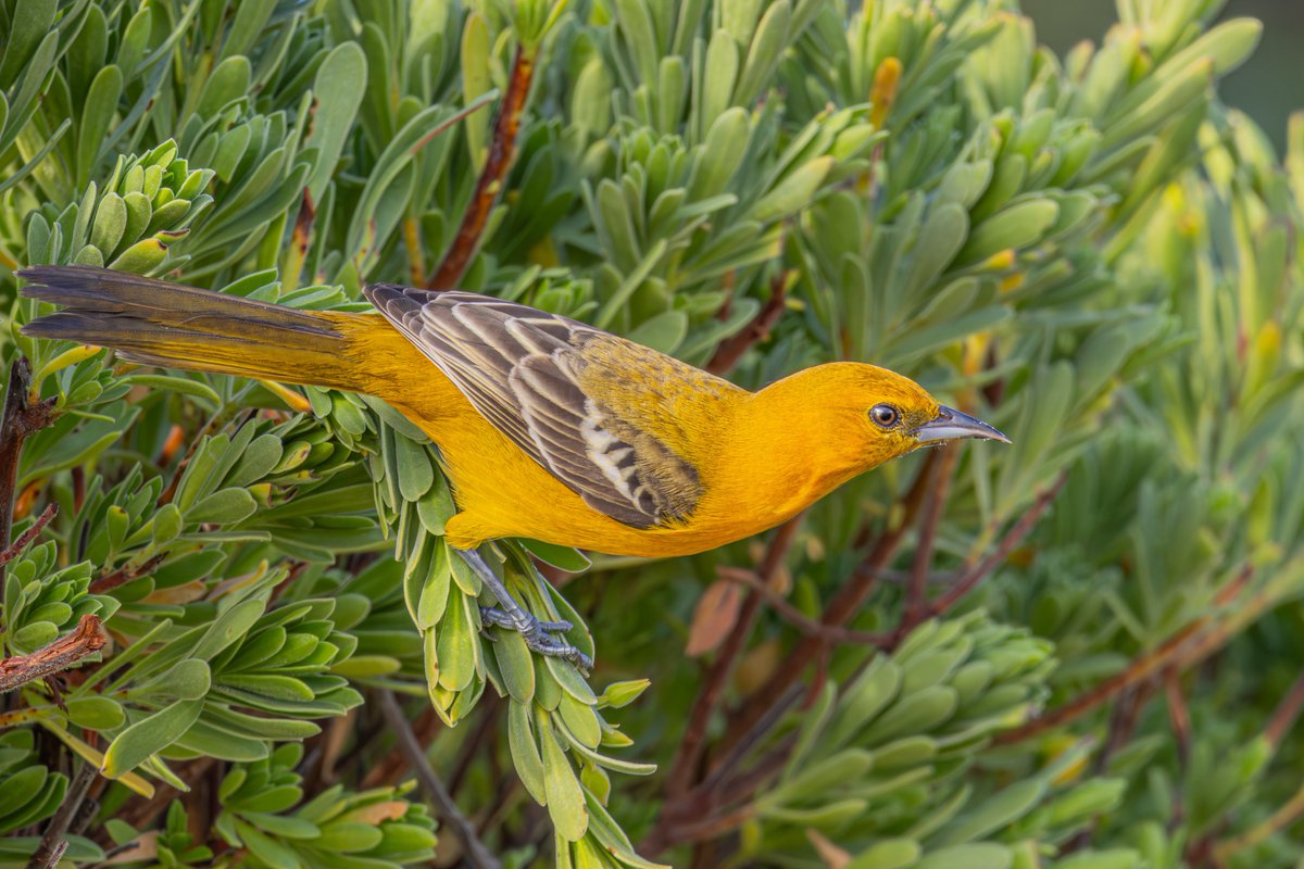 Thomas Wildlife Videos tweet media