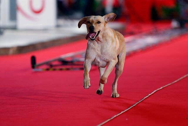 2026 por favor te voy a buscar corriendo