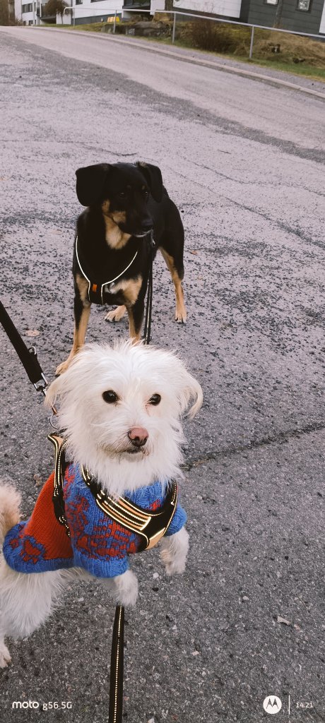 Ukko kävi rahtaamassa mut lenkille, maha on killillään joulusyömisestä🫄