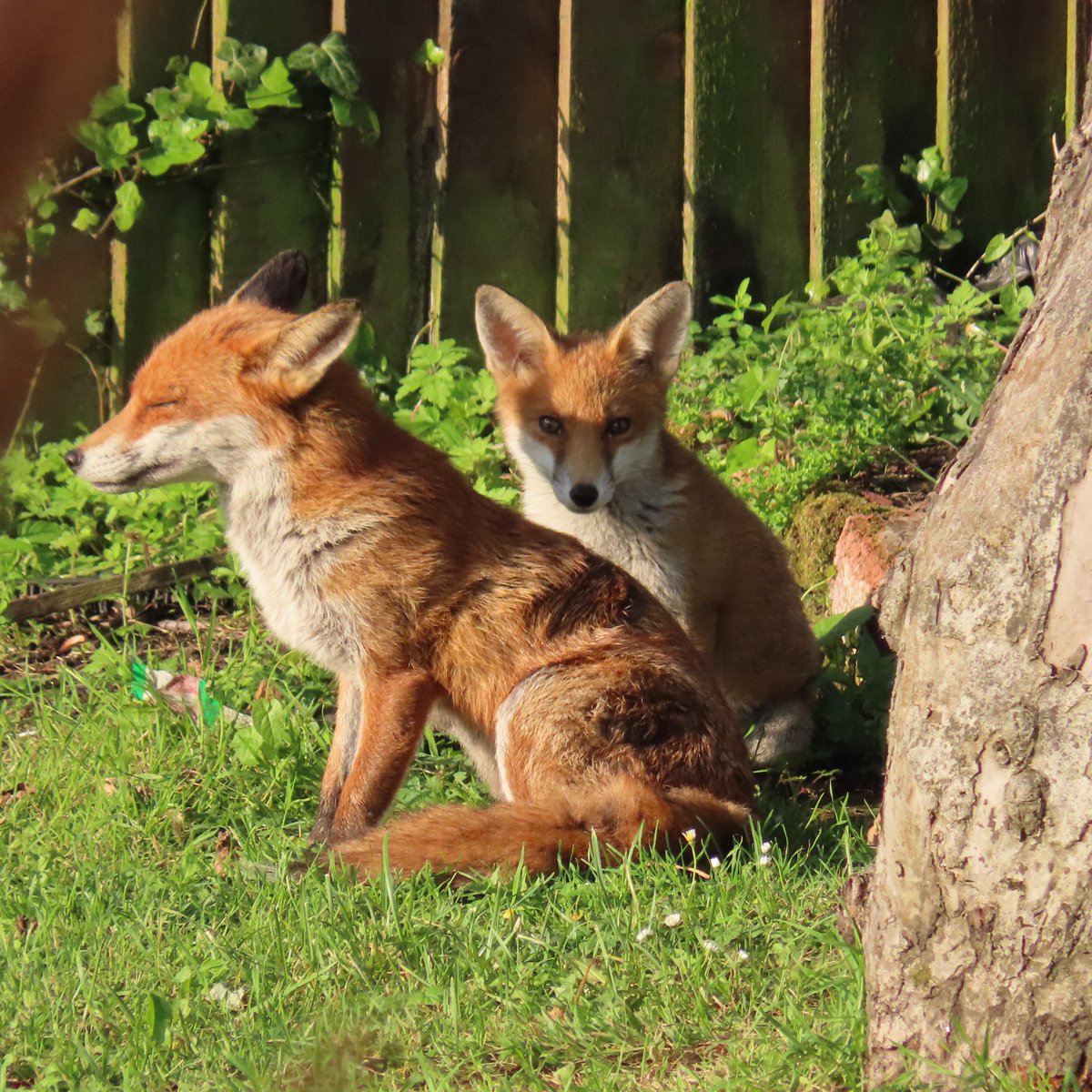 urbanponds101's tweet image. You can’t claim to love nature while destroying the life within it! #FoxOfTheDay