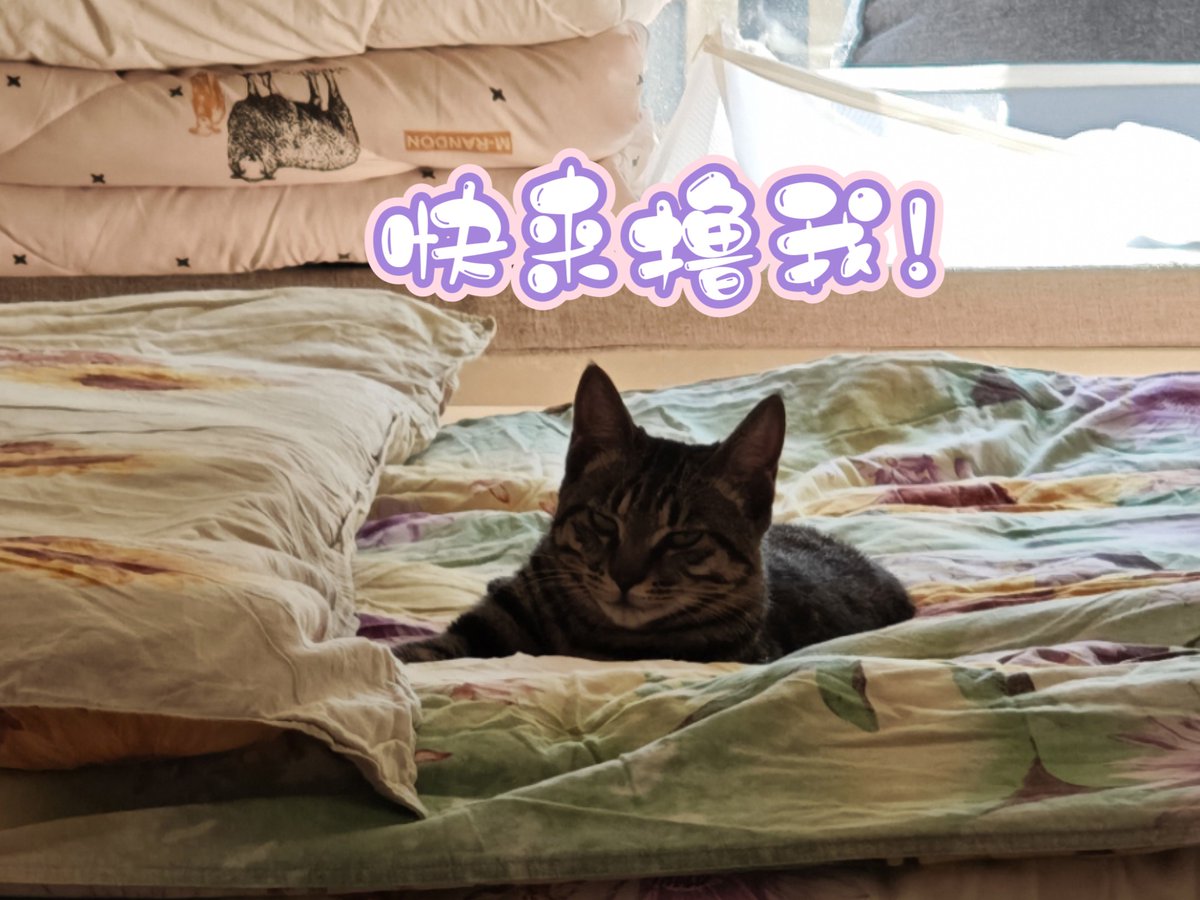 TaJack8's tweet photo. 从圆滚滚奶猫到踩奶小能手，三个月见证它从“小肉球”长成爱蹭人的粘人精 每天的成长都是治愈瞬间～ https://t.co/e9nBGaRYe9