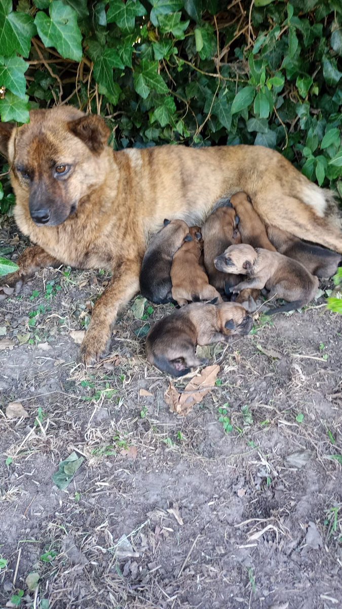 LA PERRITA ESTA EN UNA CANALETA, CRENTE A LA CASA DE UNA ABUELITA, NO TIENE REDES, PIDIO AYUDA A OTRA VECINA Q ESTA AFUERA POR LAS FIESTAS, ESTO ES ZONA PASO DEL REY, ES URG TRANSITO, DESDE EL 24/12 ESTAN AHI CEL +54 9 11 3012‑2722