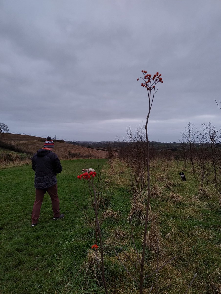 #TreeClub today was quite dull but a lovely walk and a splash of colour amongst the dullness.