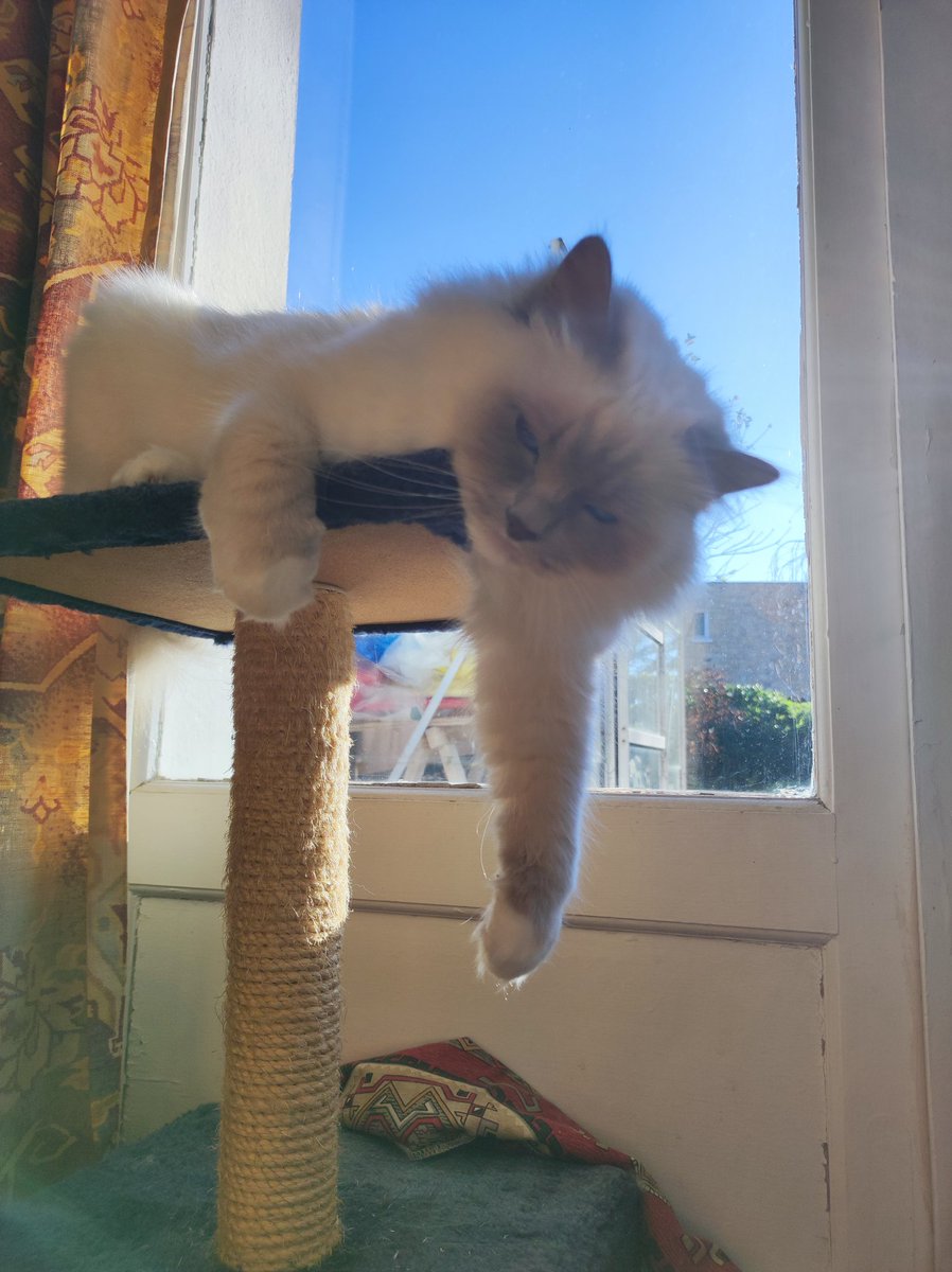 Hi furriends ! Daily weather: sunny and freezing ! Let's chill on the Cat Tree in a sun puddle with Garden view! ❄️🌞#hedgewatch (lazy one 😹) #CatsOfX #CatsOnX #catsoftwitter #catsontwitter