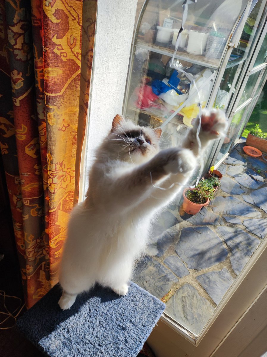 Hi furriends !😘🌞 Do mew feel playful today? I love Christmas ribbons! #catsoftwitter #catsontwitter #catsofx #CatsOnX