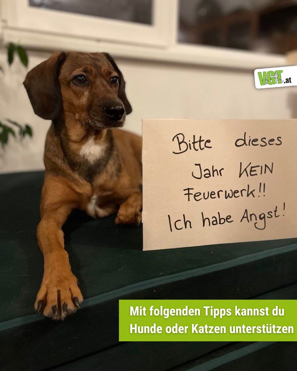 VGT - VEREIN GEGEN TIERFABRIKEN tweet media