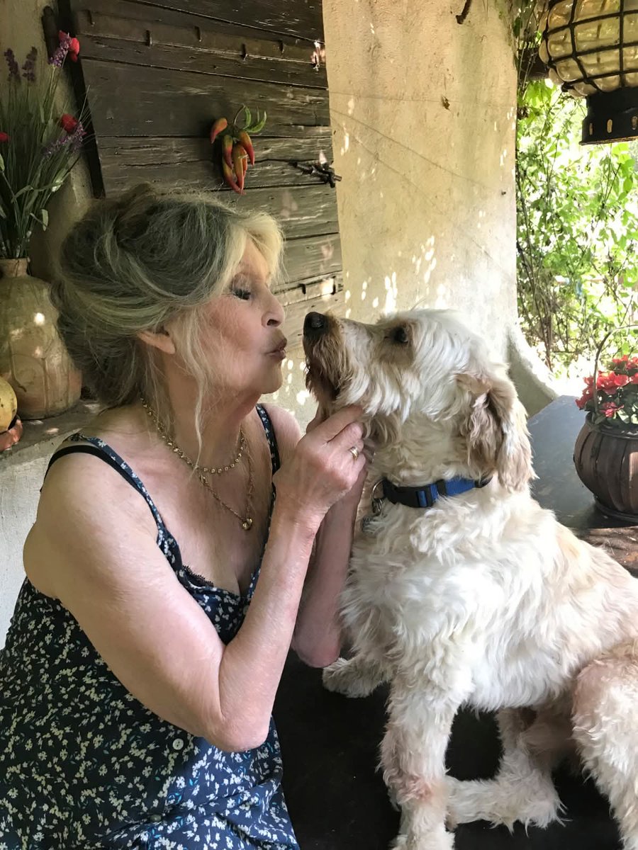 SComabel's tweet image. 2025 était pas une bonne année mais elle s'achève avec l'une des disparitions qui me fait le plus mal au cœur. Brigitte Bardot j'aimais le courage, le franc parler, l'icône, et le combat pour les animaux #Brigitte_Bardot #Bardot